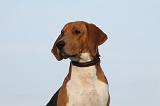 BEAGLE HARRIER 003